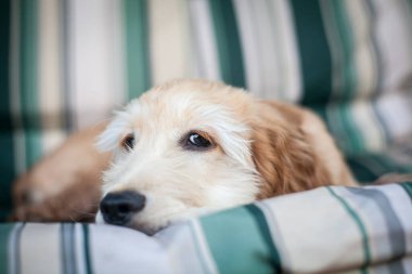 Spaniel köpeği yumuşak bir kanepede dinleniyor.
