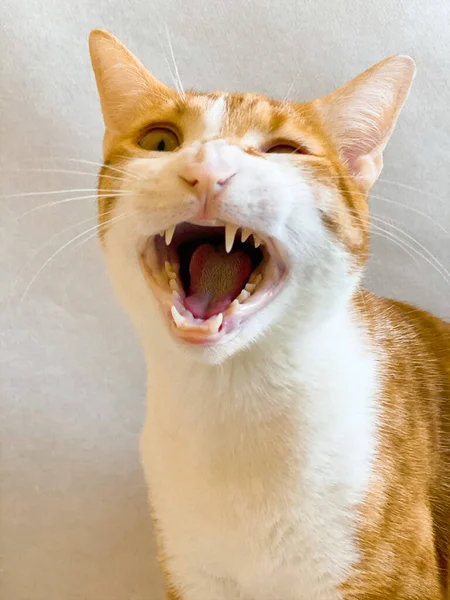 Red Cat Open Mouth — Stock Photo, Image