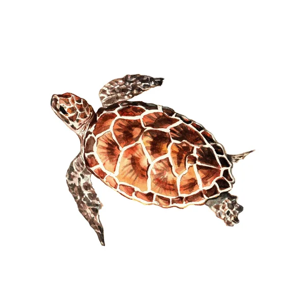 海龟。在白色背景上隔离的水下生命物体。手绘水彩画. — 图库照片