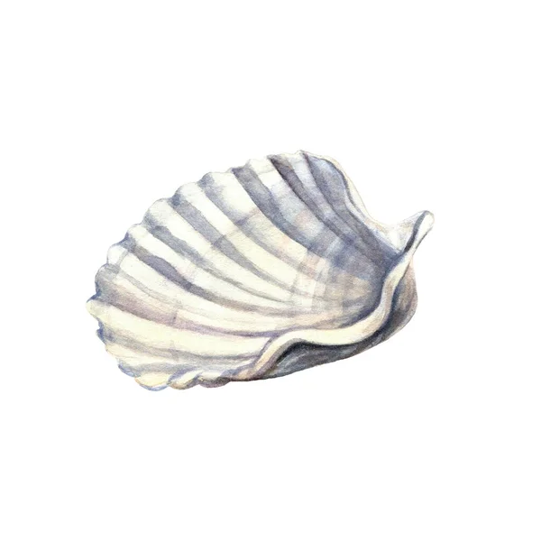 Sea shell. Underwater life object isolated on white background. Hand drawn watercolor illustration. Clip art. Can be used for posters, textile souvenirs, labels, websites, postcards, stickers, flyers — ストック写真