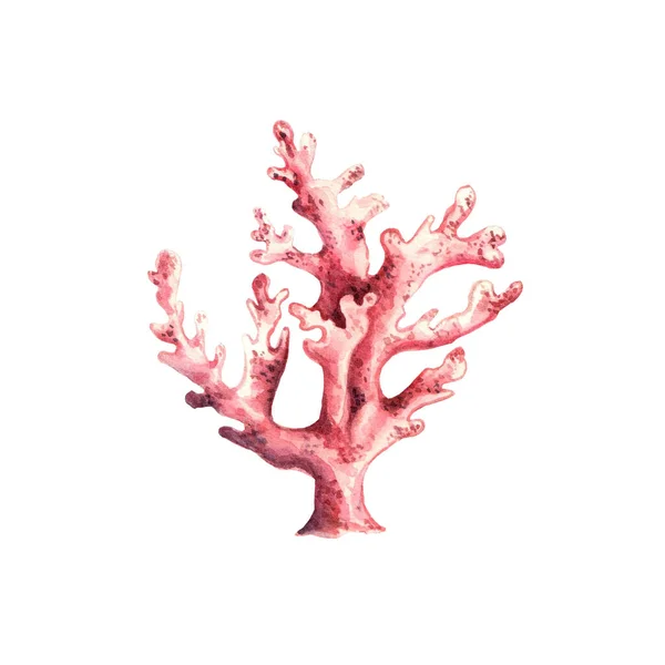 Coral de recife rosa subaquático isolado sobre fundo branco. ilustração aquarela desenhada à mão. Clipe de arte. Para cartazes, lembranças têxteis, design, sites, cartões postais, adesivos, folhetos — Fotografia de Stock