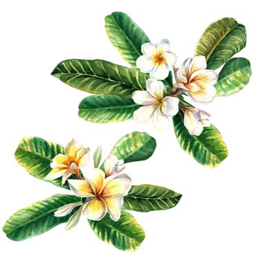 Beyaz arka planda izole edilmiş, yaprakları elle çizilmiş tropikal çiçek beyaz tesisatçısı bileşimi. Yaz tasarımı, dekorasyon, desen, davetiye, kartlar için egzotik Tropikal Çiçek Elementi