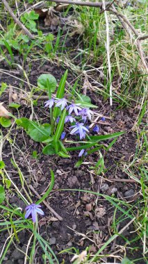 Kara zeminde leylak çiçekleri açıyor.