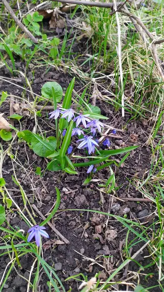 Kara zeminde leylak çiçekleri açıyor.
