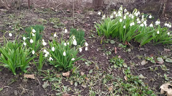 Kara Dünya 'da beyaz kar damlaları açtı.