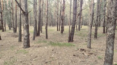 Çam ormanında tuhaf çam ağaçları