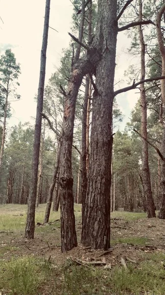 Strange Pines Pine Forest — Stockfoto