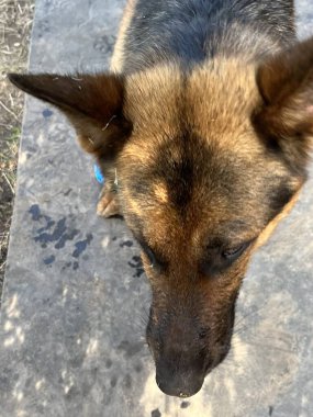 Çoban köpeği çimenlerde oturuyor. 