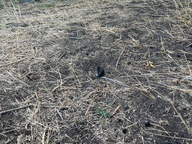 Mouse nest in the forest