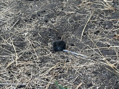 Mouse nest in the forest