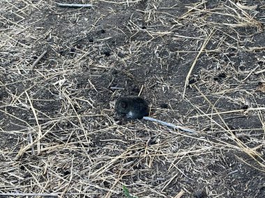 Mouse nest in the forest