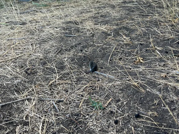 Mouse nest in the forest