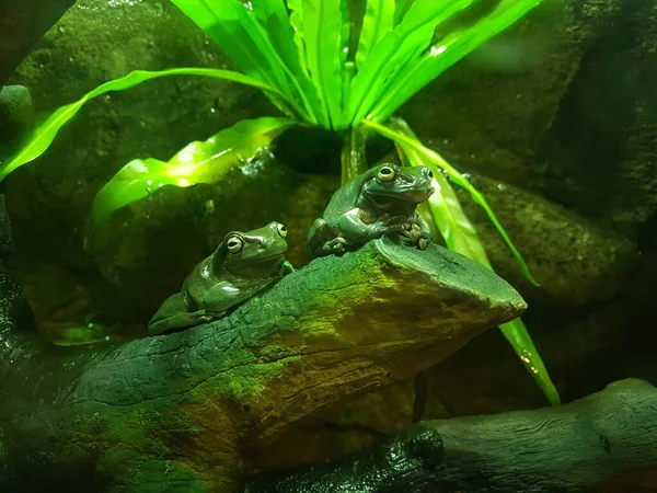 Green Frogs Dubai Oceanarium — ストック写真