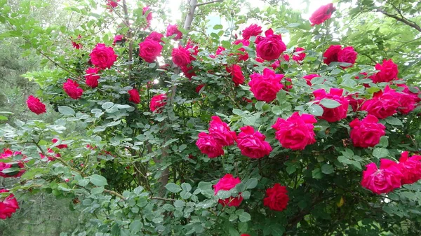 Red Wild Roses Grow Boskets Parks Turkmenistan — Fotografia de Stock