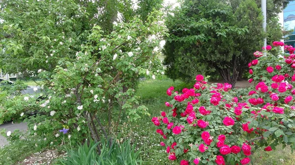 Roses Grow Boskets Parks Turkmenistan — Stock Photo, Image