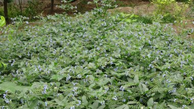 Türkmenistan 'daki botanik bahçesinin yabani bitkileri.