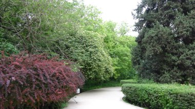 Türkmenistan 'daki botanik bahçesinin yolu.