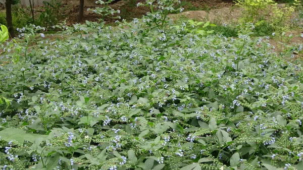 Türkmenistan 'daki botanik bahçesinin yabani bitkileri.