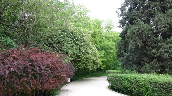 Türkmenistan 'daki botanik bahçesinin yolu.