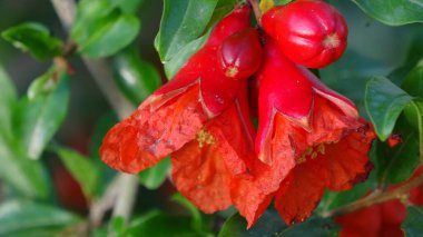 Nar çiçek, çizgi film meyve, yiyecek doğa güzelliği.