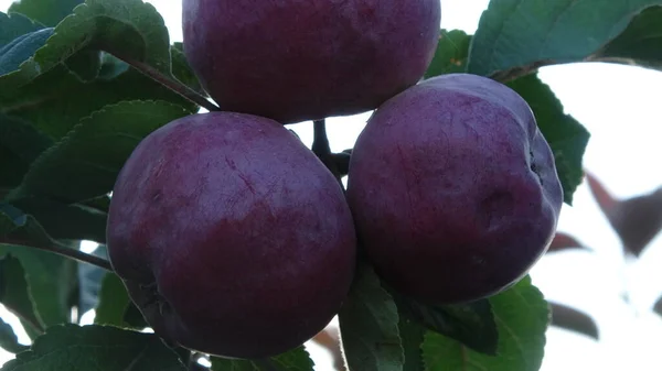 Macieira Mogno Fruta Alimento Maçã Gree Natureza Beleza — Fotografia de Stock