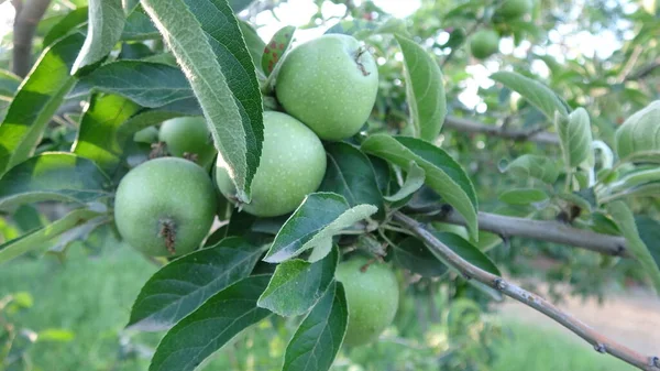 Árvore Maçã Mogno Fruta Alimento Maçã Verde Natureza Beleza — Fotografia de Stock