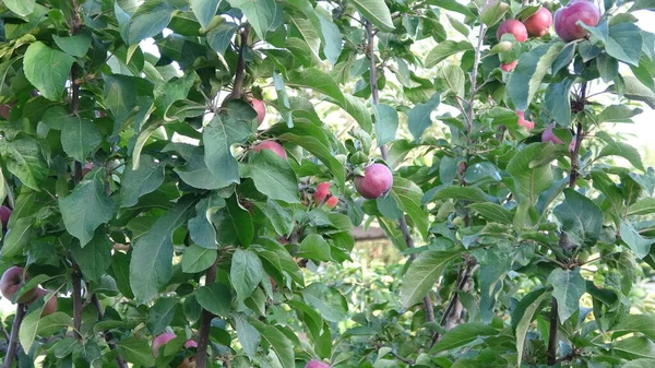 Macieira Mogno Fruta Alimentos — Fotografia de Stock