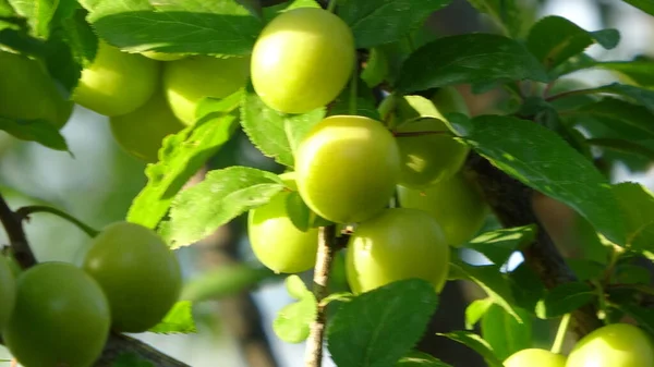 Mogno Cereja Natureza Alimento Fruta — Fotografia de Stock