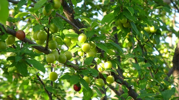 Ganancioso Árvore Fruta Comida Natureza Beleza Pode — Fotografia de Stock