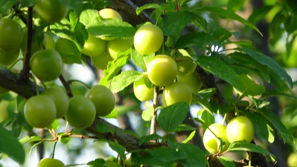 Ganancioso Árvore Fruta Comida Natureza Beleza Pode — Fotografia de Stock