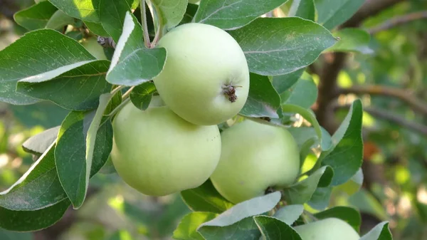 Macieira Árvore Maçã Fruta Beleza Natureza Alimento — Fotografia de Stock