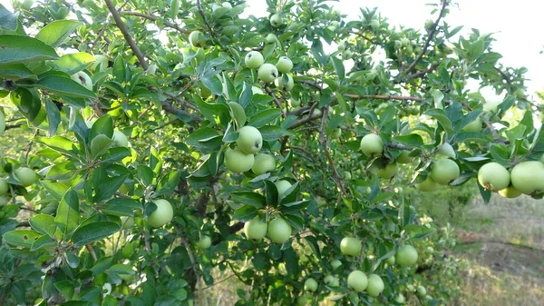Macieira Árvore Maçã Fruta Beleza Natureza Alimento — Fotografia de Stock