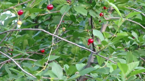 Cerezo Variedad Cereza — Foto de Stock