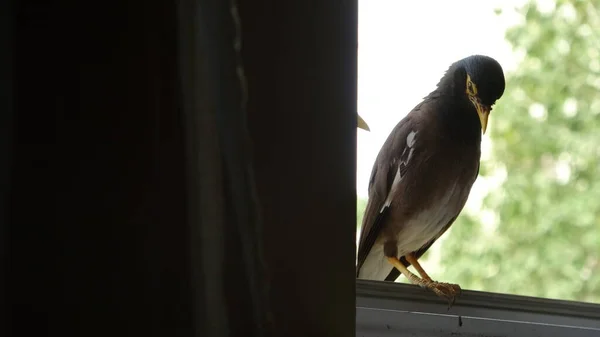 Bird Sits Windowsill Rests — Foto Stock