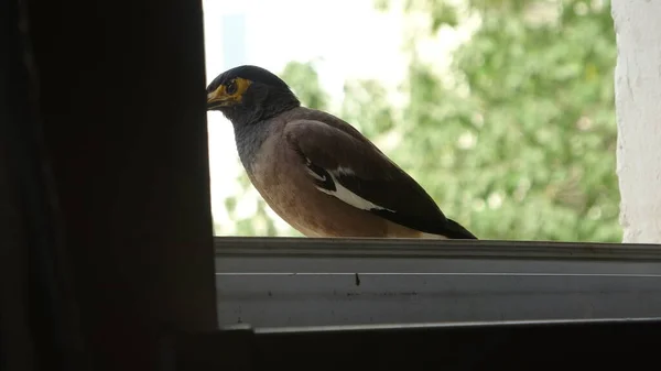 Bird Windowsill — Foto Stock