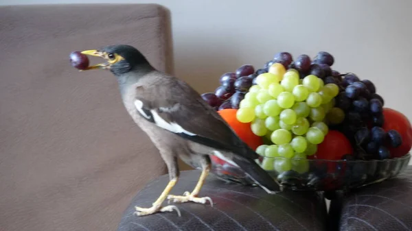 Een Close Shot Van Een Mooie Vogel — Stockfoto