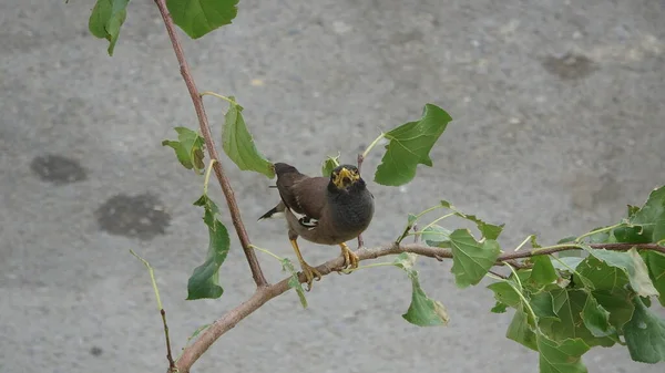 Pajarito Está Sentado Una Rama Árbol — Foto de Stock