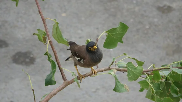 Wild Little Funny Bird Sitting Tree — Photo