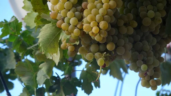 Ripe White Grapes Our Yard — Photo