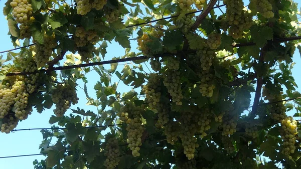 ripe white grapes in our yard.