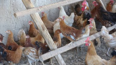 Çiftlikteki tavuklar