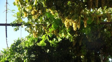 ripe white grapes in our yard.