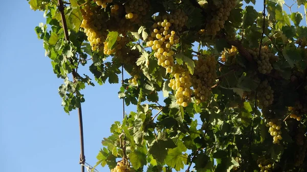 Ripe White Grapes Our Yard — Photo