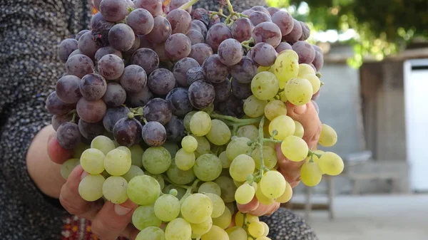 Fresh Grapes Vineyard Thailand — 图库照片
