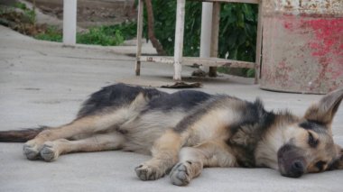 Sokakta yatan köpek