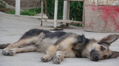 Sokakta yatan köpek