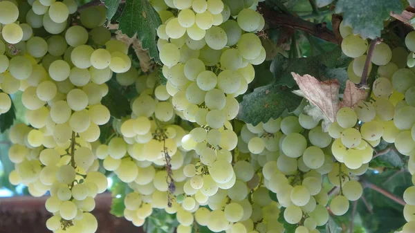 White Grapes Weigh Vineyard Yard — Foto de Stock