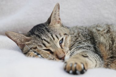 Kahverengi kedi uzanıyor ve uyuyor.