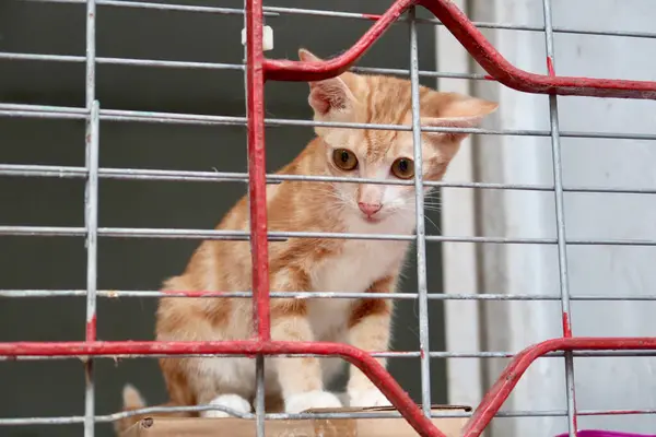Orange Gestromte Katze Schaut Aus Dem Fenster — Stockfoto