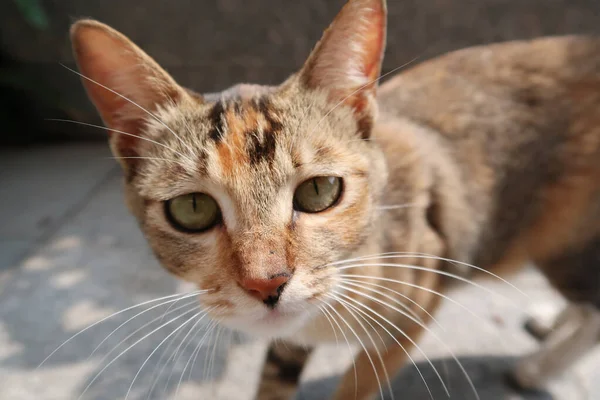 Naranja Gato Tabby Mirando Cámara —  Fotos de Stock